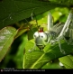Anatomy of a Grasshopper