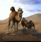 Little family in the Desert
