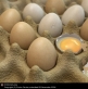 The eggs